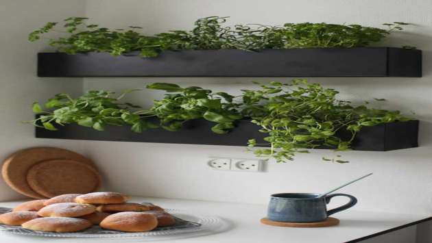 Plantar ervas e temperos na sua cozinha